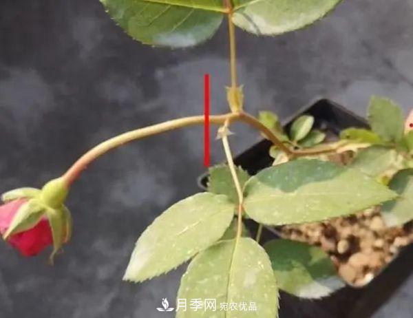 月季滿(mǎn)樹(shù)花苞該不該剪掉？認清“2點(diǎn)”，開(kāi)花又大又漂亮(圖3)