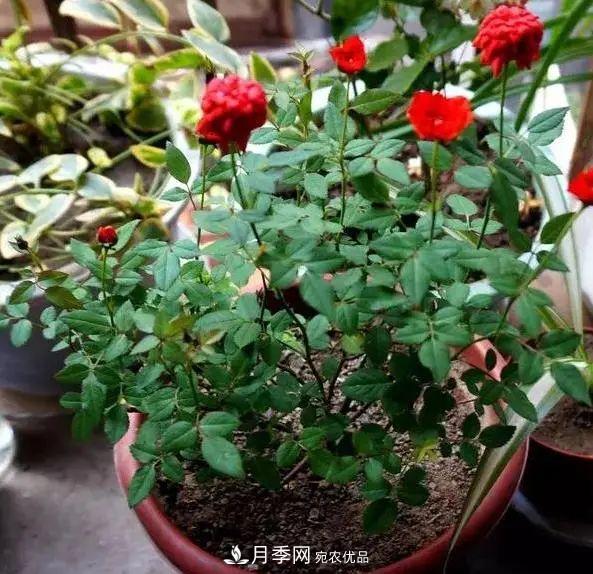 月季滿(mǎn)樹(shù)花苞該不該剪掉？認清“2點(diǎn)”，開(kāi)花又大又漂亮(圖5)