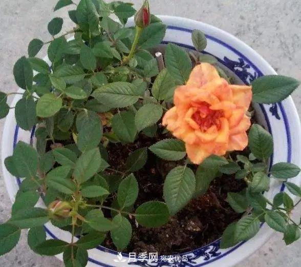 月季滿(mǎn)樹(shù)花苞該不該剪掉？認清“2點(diǎn)”，開(kāi)花又大又漂亮(圖4)
