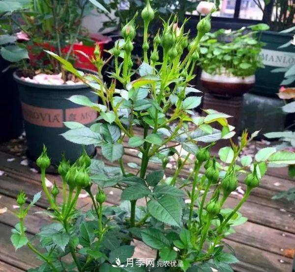 月季滿(mǎn)樹(shù)花苞該不該剪掉？認清“2點(diǎn)”，開(kāi)花又大又漂亮(圖6)