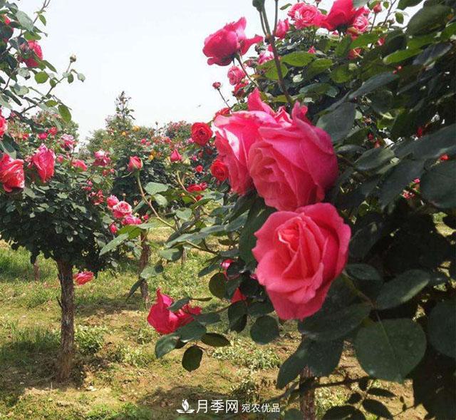 南陽(yáng)月季嫁接樹(shù)干上，花量暴增，長(cháng)成&quot;月季樹(shù)&quot;(圖1)