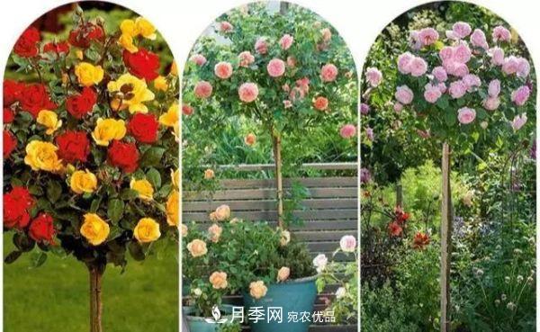 南陽(yáng)月季嫁接樹(shù)干上，花量暴增，長(cháng)成&quot;月季樹(shù)&quot;(圖3)