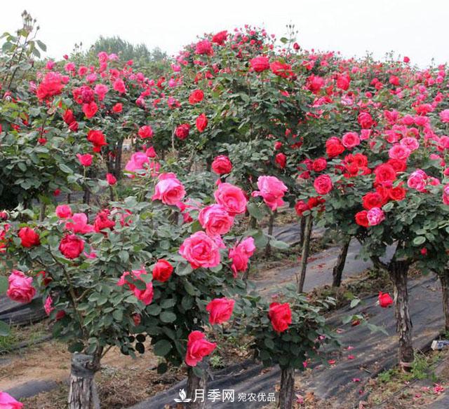 古樁月季樹(shù)的栽培設施要求(圖1)