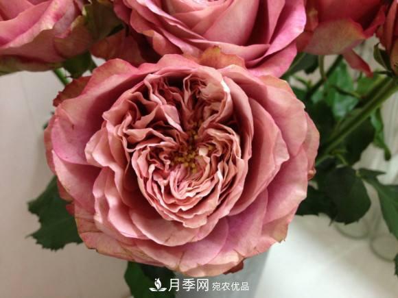 別養普通月季花了，看這3種變色月季，好看又好養活(圖2)