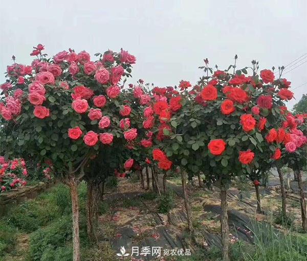 怎樣掌握好樹(shù)狀月季的園林養護管理工作？(圖1)