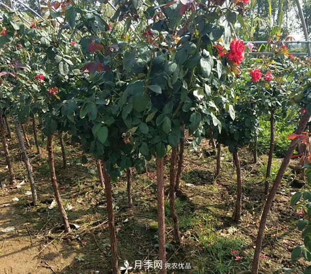 種植樹(shù)狀月季一定要注意這幾個(gè)要點(diǎn)(圖1)