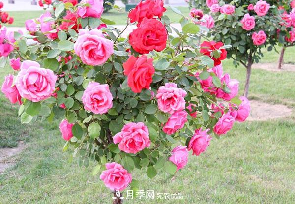 樹(shù)狀月季養護剪枝這幾點(diǎn)一定要留意(圖1)