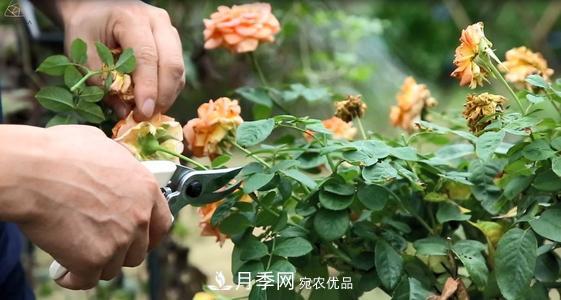 想要月季開(kāi)花多，先養筍，幾個(gè)技巧讓月季快速冒筍芽(圖2)