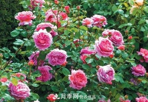 想要月季開(kāi)花多，先養筍，幾個(gè)技巧讓月季快速冒筍芽(圖3)