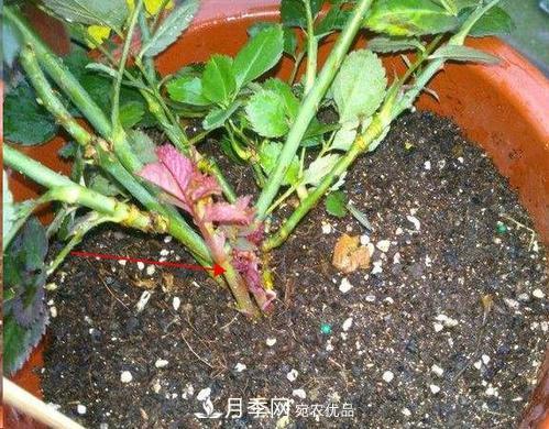 想要月季開(kāi)花多，先養筍，幾個(gè)技巧讓月季快速冒筍芽(圖1)