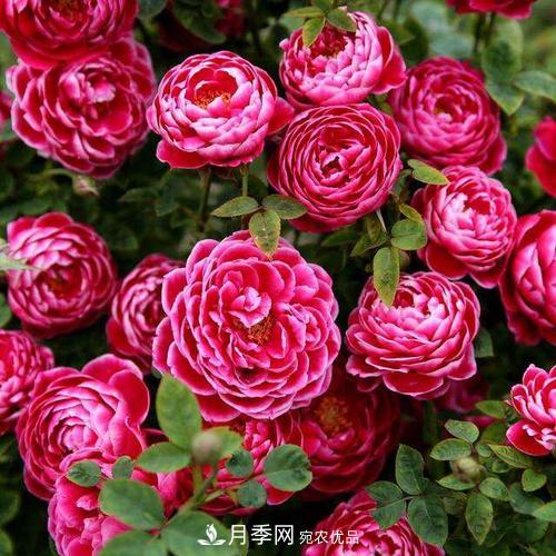 想要月季開(kāi)花多，先養筍，幾個(gè)技巧讓月季快速冒筍芽(圖4)