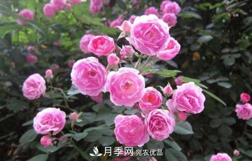 想要月季開(kāi)花多，先養筍，幾個(gè)技巧讓月季快速冒筍芽(圖5)