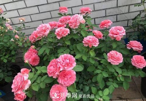 想要月季開(kāi)花多，先養筍，幾個(gè)技巧讓月季快速冒筍芽(圖6)