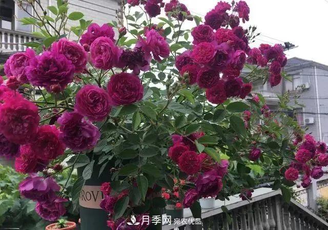 想要月季開(kāi)出***美秋花，現在秋剪正當時(shí)！再晚就來(lái)不及啦！(圖1)