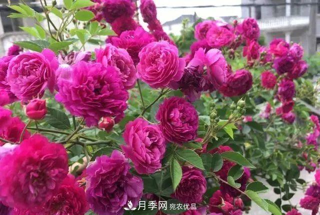 想要月季開(kāi)出***美秋花，現在秋剪正當時(shí)！再晚就來(lái)不及啦！(圖2)