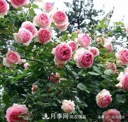 秋天養月季，了解掌握4個(gè)要點(diǎn)，抗病性強，開(kāi)花爆盆(圖1)