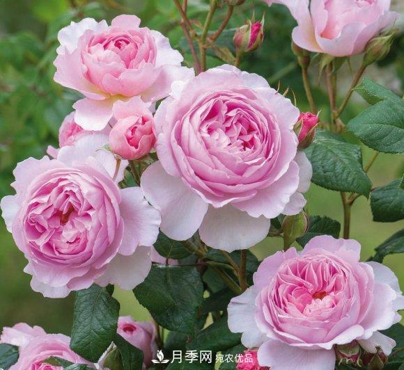 困難重重“養月季”，做好3點(diǎn)，你就是月季大神(圖7)