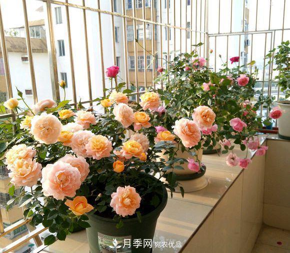 困難重重“養月季”，做好3點(diǎn)，你就是月季大神(圖4)