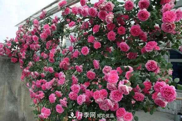 困難重重“養月季”，做好3點(diǎn)，你就是月季大神(圖3)