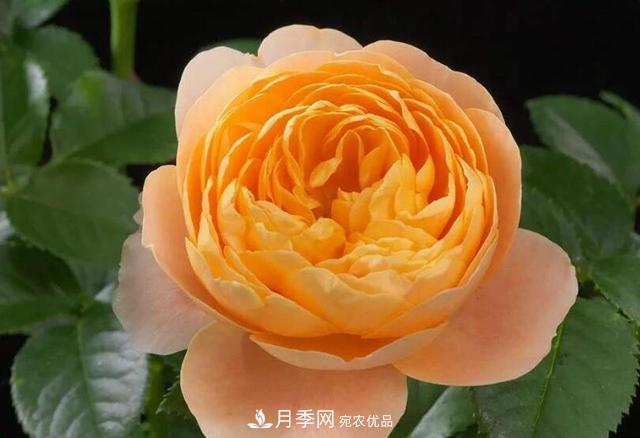 困難重重“養月季”，做好3點(diǎn)，你就是月季大神(圖2)
