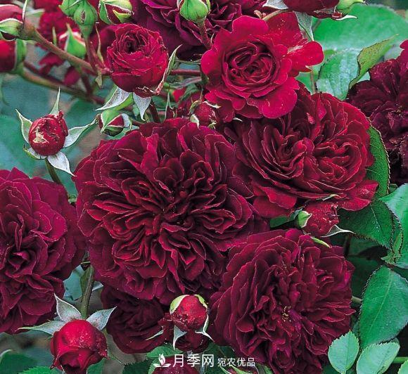 困難重重“養月季”，做好3點(diǎn)，你就是月季大神(圖8)