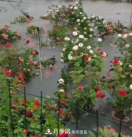 困難重重“養月季”，做好3點(diǎn)，你就是月季大神(圖11)