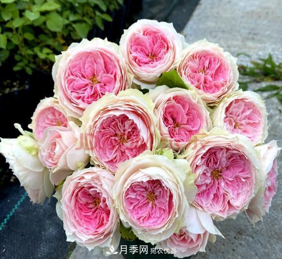 困難重重“養月季”，做好3點(diǎn)，你就是月季大神(圖9)
