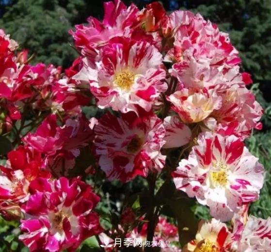 3種“***香月季花”，個(gè)個(gè)香氣四溢，驚艷四座，年年開(kāi)花(圖3)