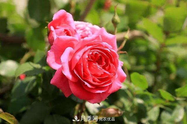 花中皇后月季花，這三大優(yōu)點(diǎn)***受人歡迎(圖3)