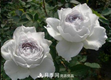 同樣管理的月季，為什么有的月季就死了？品種和個(gè)體要差異對待(圖2)