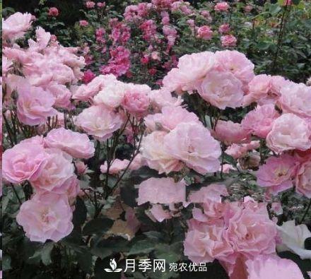 同樣管理的月季，為什么有的月季就死了？品種和個(gè)體要差異對待(圖3)
