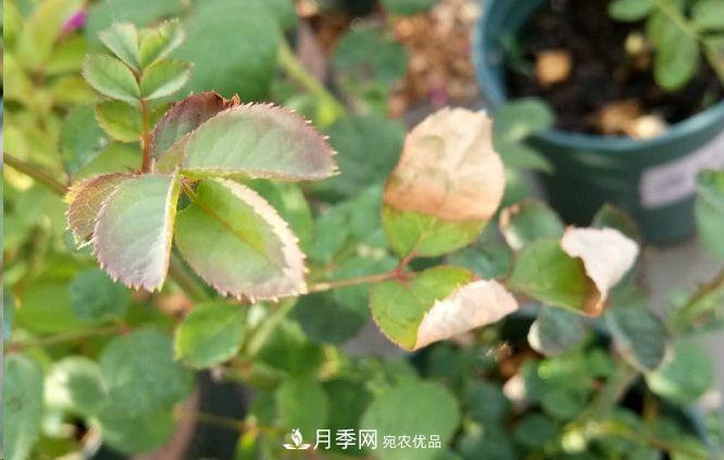同樣管理的月季，為什么有的月季就死了？品種和個(gè)體要差異對待(圖1)