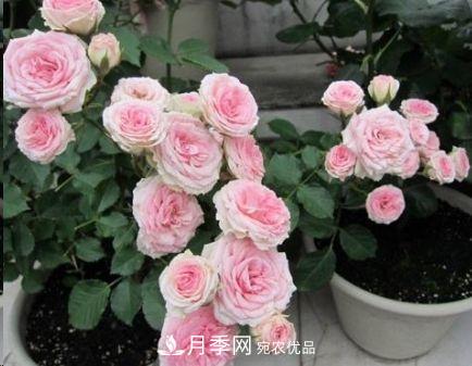 同樣管理的月季，為什么有的月季就死了？品種和個(gè)體要差異對待(圖4)