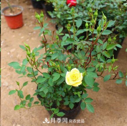 同樣管理的月季，為什么有的月季就死了？品種和個(gè)體要差異對待(圖5)