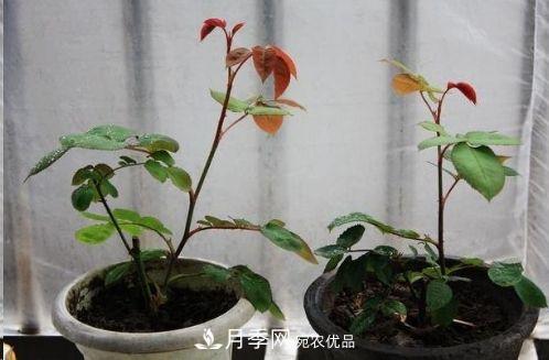 同樣管理的月季，為什么有的月季就死了？品種和個(gè)體要差異對待(圖6)
