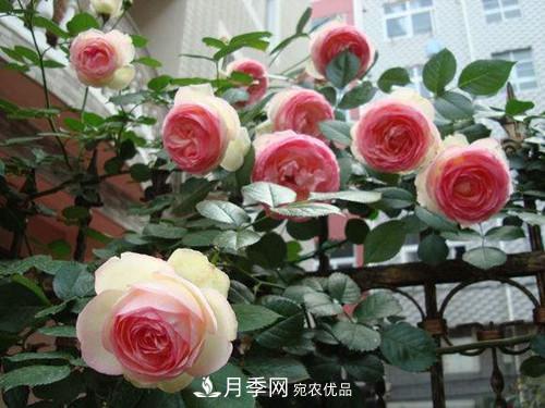 10個(gè)品種月季花顏值排行榜，一個(gè)比一個(gè)驚艷！(圖1)