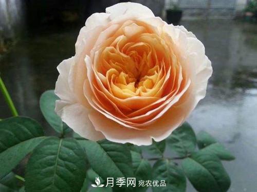 10個(gè)品種月季花顏值排行榜，一個(gè)比一個(gè)驚艷！(圖2)
