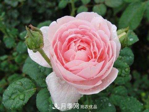 10個(gè)品種月季花顏值排行榜，一個(gè)比一個(gè)驚艷！(圖4)