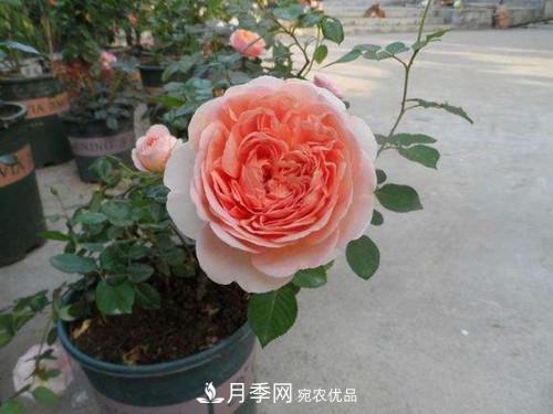 10個(gè)品種月季花顏值排行榜，一個(gè)比一個(gè)驚艷！(圖3)