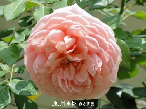 10個(gè)品種月季花顏值排行榜，一個(gè)比一個(gè)驚艷！(圖10)