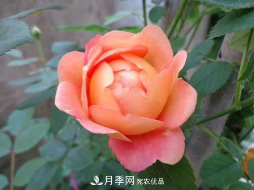 10個(gè)品種月季花顏值排行榜，一個(gè)比一個(gè)驚艷！(圖8)