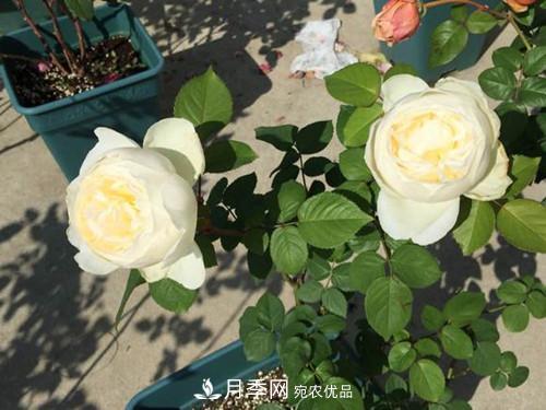 10個(gè)品種月季花顏值排行榜，一個(gè)比一個(gè)驚艷！(圖6)