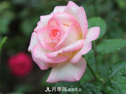 10個(gè)品種月季花顏值排行榜，一個(gè)比一個(gè)驚艷！(圖7)
