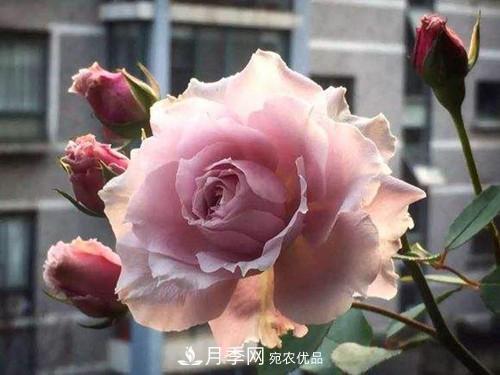 10個(gè)品種月季花顏值排行榜，一個(gè)比一個(gè)驚艷！(圖9)