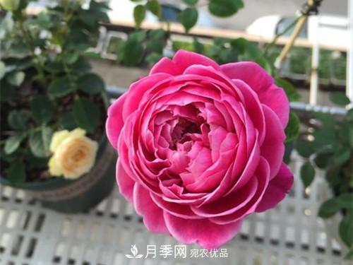 10個(gè)品種月季花顏值排行榜，一個(gè)比一個(gè)驚艷！(圖5)