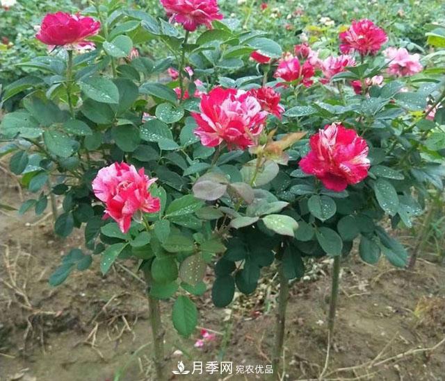 月季花也有壽命你知道嗎？現在告訴你(圖2)