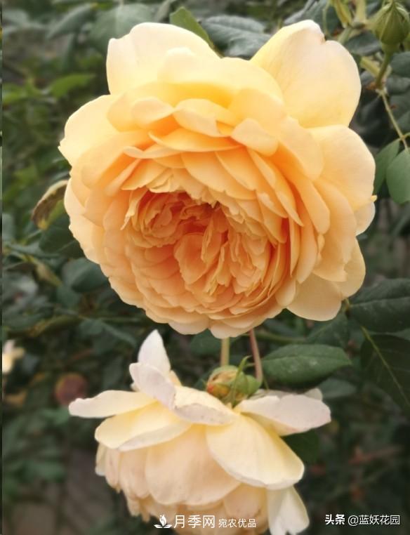 已經(jīng)立秋，月季花可以秋剪了嗎？南北方修剪時(shí)間大不同(圖2)