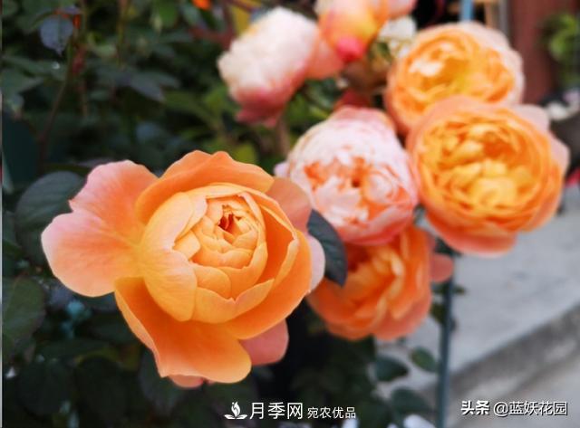 已經(jīng)立秋，月季花可以秋剪了嗎？南北方修剪時(shí)間大不同(圖5)