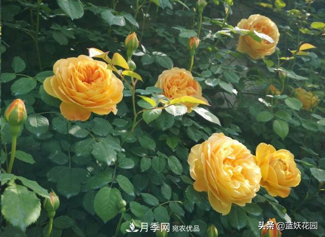 已經(jīng)立秋，月季花可以秋剪了嗎？南北方修剪時(shí)間大不同(圖6)