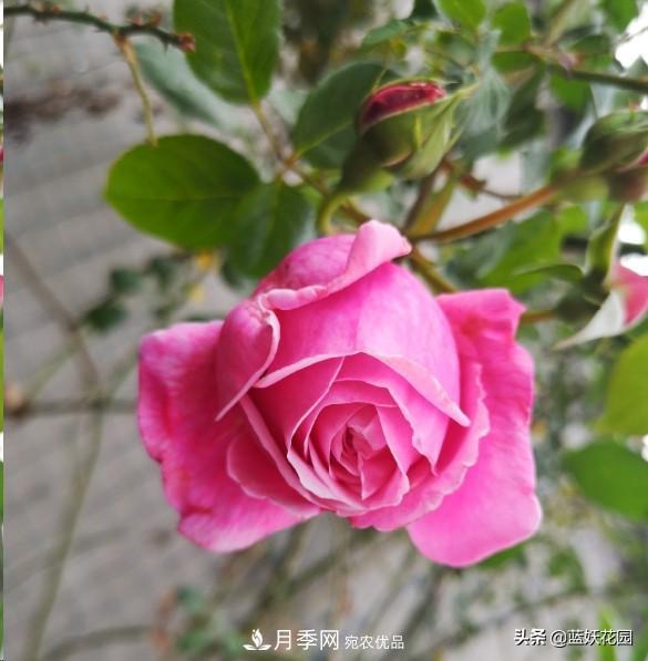 已經(jīng)立秋，月季花可以秋剪了嗎？南北方修剪時(shí)間大不同(圖1)